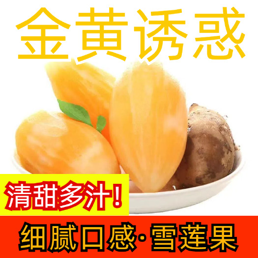25年雪莲果云南主产区合作社直供巿场精品果社区团购一件代发