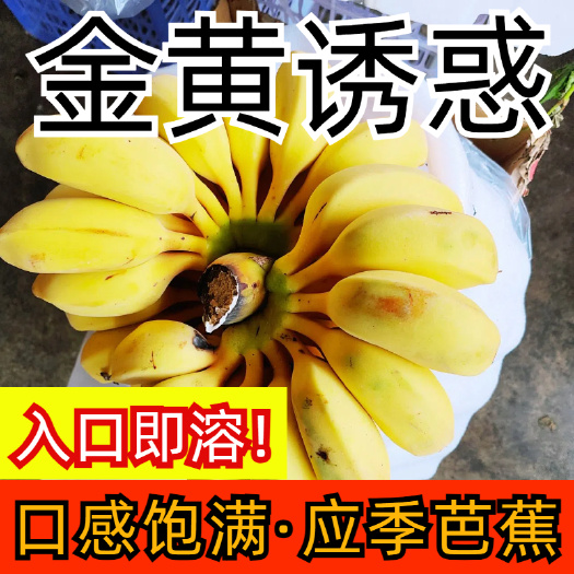 云南芭蕉，大量有货保存时间长，甜糯
