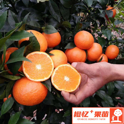 简阳市有核沃柑苗【零售+批发】橙忆家果苗苗圃发货