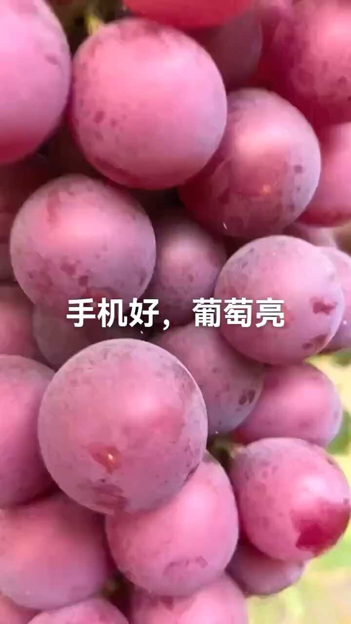 产地巨峰葡萄 大串大粒  糖度高，耐运输