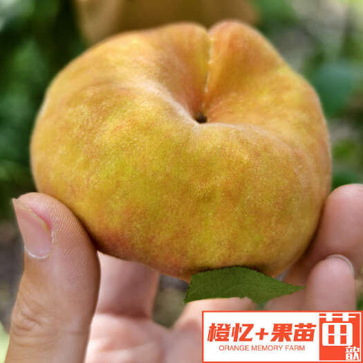 简阳市黄金蟠桃苗【批发+零售】橙忆家果苗苗圃发货
