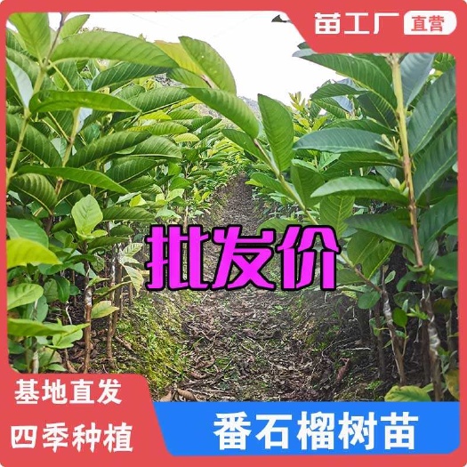 珍珠番石榴红心芭乐树苗嫁接少籽粉红芭乐苗盆栽南方果苗