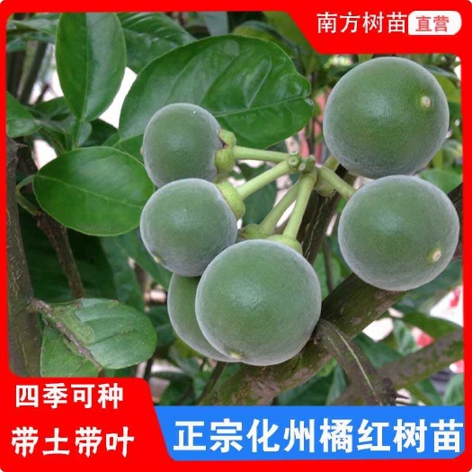化橘红树苗  正毛红心橘红化州橘红化橘红化州柚化州特产药用经