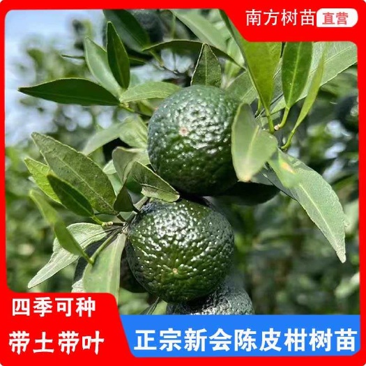 陈皮柑树苗  优质制茶新会柑茶枝柑四会柑小青柑大红柑普茶柑陈