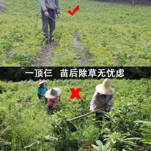 五指毛桃除草剂苗后除禾阔叶莎草香附子芋仔草日本草臭草刺儿菜小