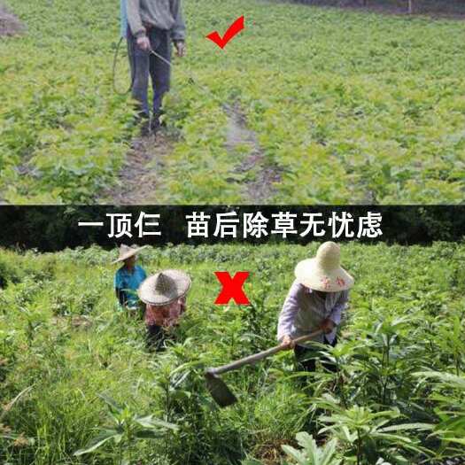 化州市五指毛桃除草剂苗后除禾阔叶莎草香附子芋仔草日本草臭草刺儿菜小