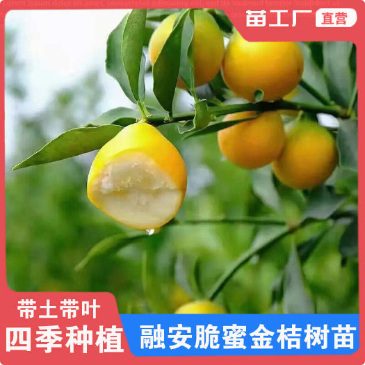 容县可吃皮带果地栽盘融安脆蜜四季金桔脆皮金桔年橘小橘子长安桔树苗