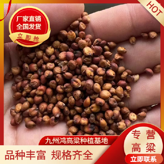 济宁冀酿2号 糯高粱 小颗粒糯高粱 酿酒专用 厂家直发 全年发货