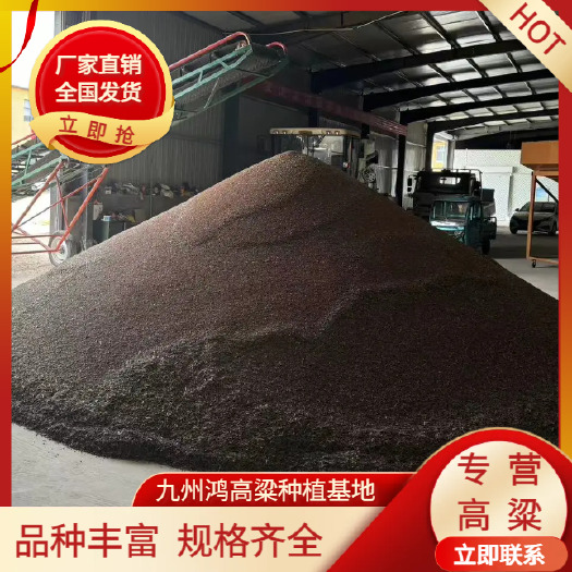 红糯16号 糯高粱 酿酒高粱 红高粱 高粱批发 厂家直销
