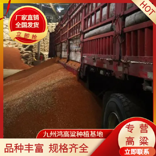 高粱红高粱品种丰富规格齐全种植加工销售厂家直供