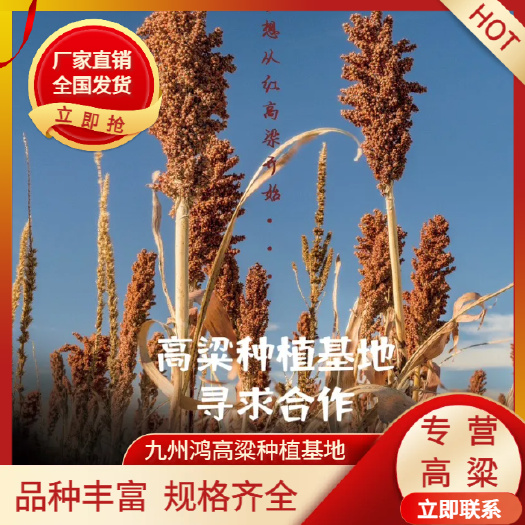 新泰市红糯16红高粱 糯高粱 高粱批发 源头直销 容重高 颜色正