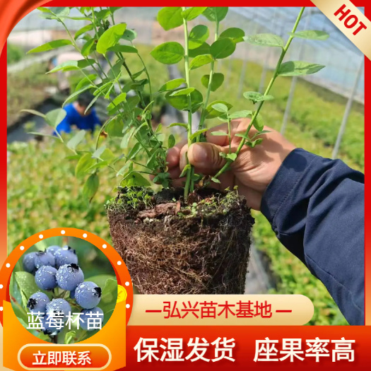 公主岭市蓝莓杯苗  杜克，美蹬，北陆，自由，蓝丰 品种丰富 一手货源