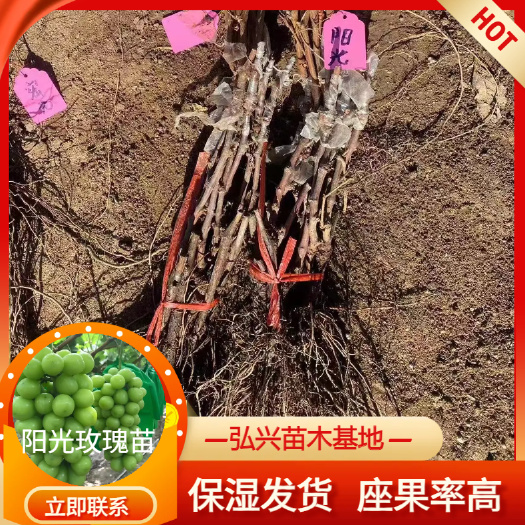 公主岭市长春地区阳光玫瑰葡萄苗 基地直发 货量充足 成活率高