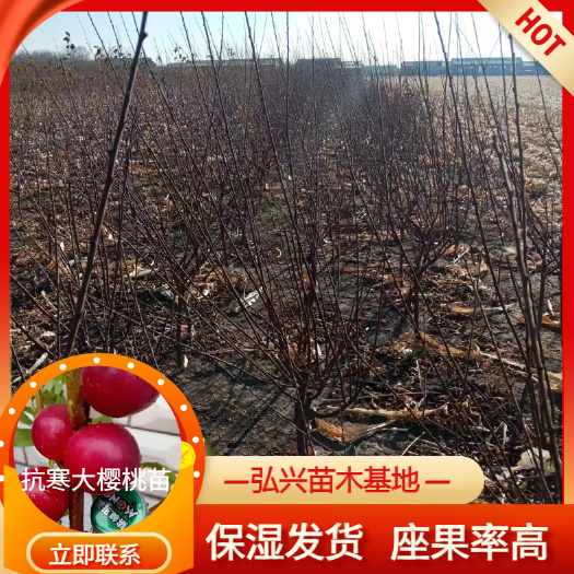 樱桃苗 抗寒大樱桃财瑞一号 基地发货 放心种植