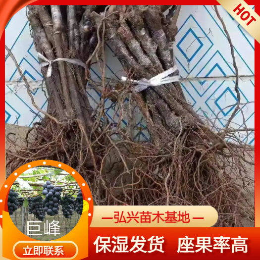 公主岭市长春优质嫁接巨峰葡萄苗 大小苗均可供应专业发货成活率高