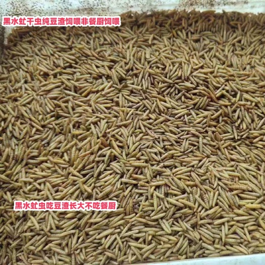 宁乡市黑水虻微波干虫纯豆渣饲喂非餐厨饲喂虫子吃餐厨长大鱼饲料鸟饲料