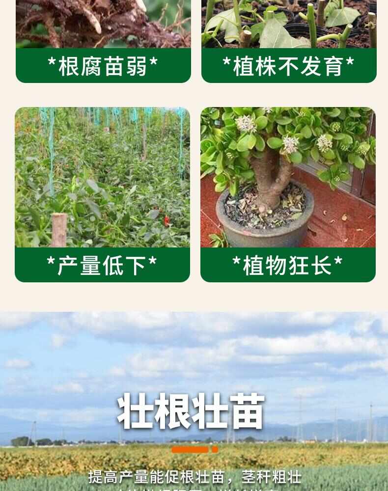 大葱拉直拉长快速增白增厚增产香葱大葱防止空心强效强力叶面肥