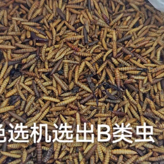宁乡市黑水虻微波干虫仓鼠粮食花枝鼠刺猬饲料鸟饲料猫粮蛋白饲料黑黄色