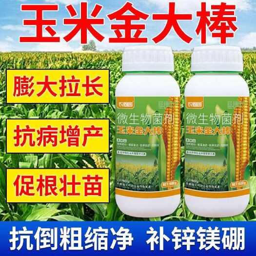 长沙玉米金大棒抗倒粗缩净卷叶小叶黄叶植株矮化抗倒伏黑穗专用叶面肥