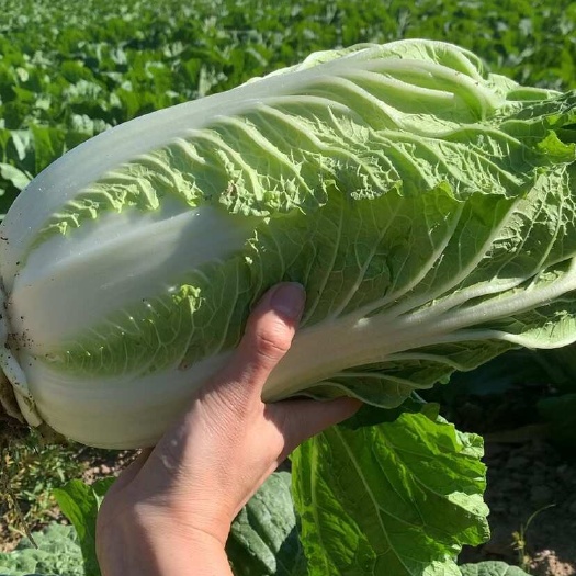 新民市小黄芯大白菜大量现货