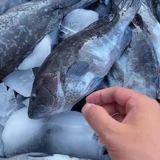 蓝瓜子石斑鱼
