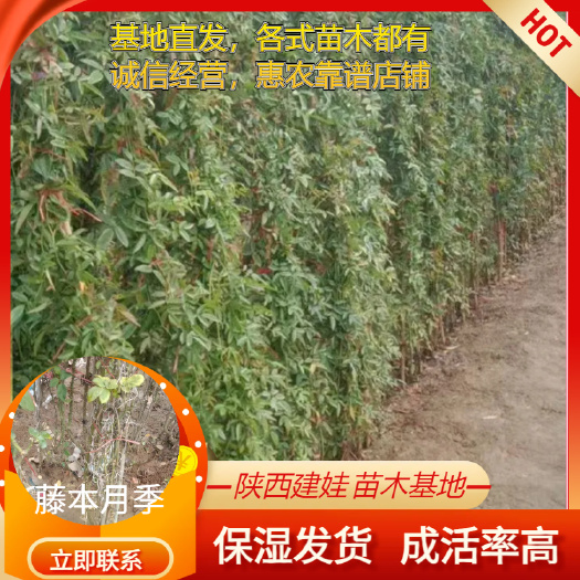 藤本月季花苗阳台盆栽玫瑰四季开花大花浓香蔷薇爬藤植物室外耐寒