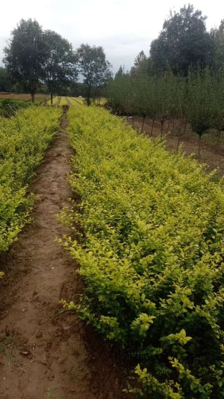 金叶小叶女贞树苗篱笆四季常青庭院植物绿化苗木耐旱耐阴无虫害