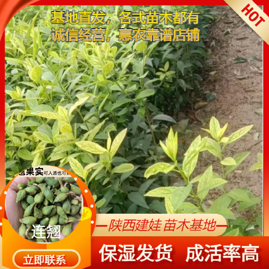周至县连翘树苗高产药用优质大果连翘苗现挖清翘老翘经济果树苗绿化地载