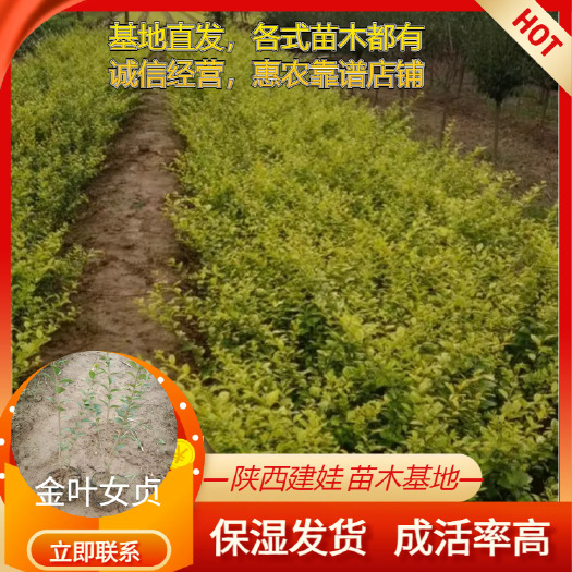 周至县金叶小叶女贞树苗篱笆四季常青庭院植物绿化苗木耐旱耐阴无虫害