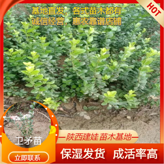 周至县胶东卫矛苗圃耐寒耐旱庭院栽培室外盆栽工程绿化观赏花卫矛苗