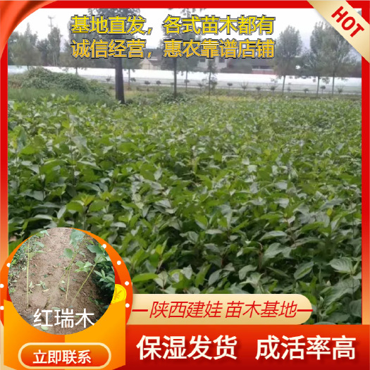 周至县红端木耐旱庭院栽培室外盆栽工程绿化观赏花卉