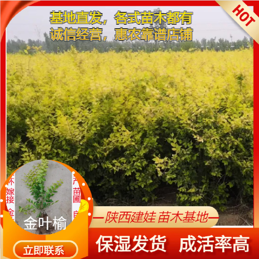 周至县带盆金叶榆小苗工程绿化苗木中华榆榆树苗营养钵黄金榆营养杯盆栽