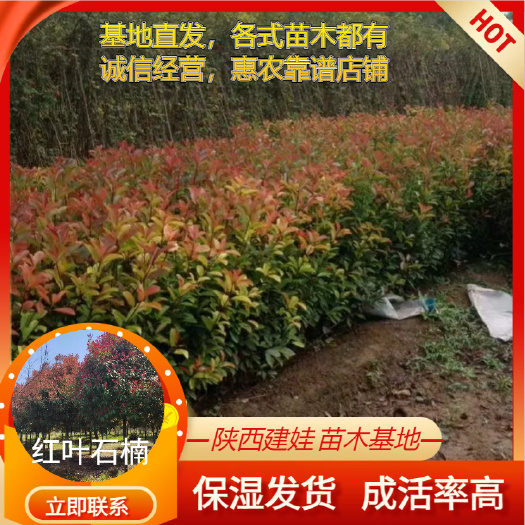 周至县红叶石楠树苗园林绿化工程苗木庭院四季风景大树道路球形植
