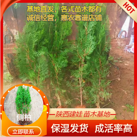 侧柏树苗扁侧柏树香柏树苗庭院绿化侧柏叶柏树绿化苗木四季植