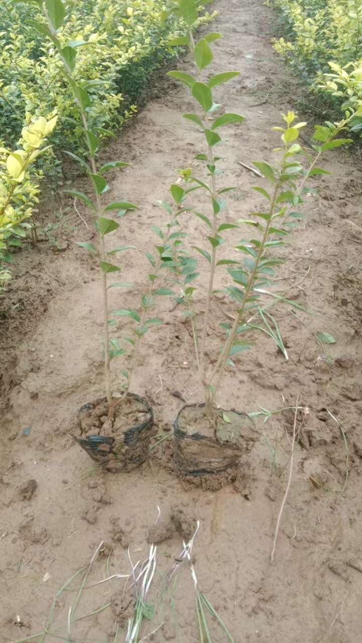 金叶小叶女贞树苗篱笆四季常青庭院植物绿化苗木耐旱耐阴无虫害