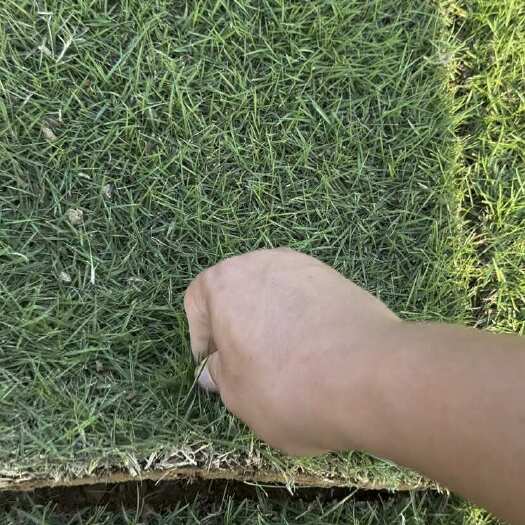 桂平市马尼拉草卷，草卷，百慕大草卷