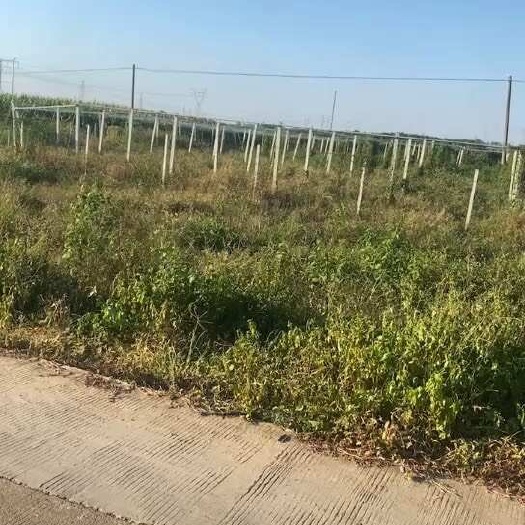 南宁荒地