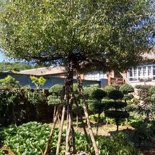 龙爪柳座椅 柳树造型