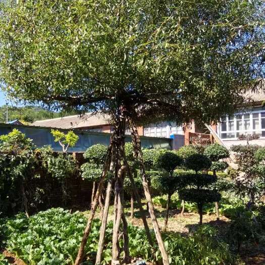 遵化市龙爪柳座椅 柳树造型