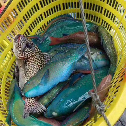 海口青衣鱼鹦鹉鱼西沙群岛海鲜珊瑚礁两去海鱼全国批发一件代发礼包