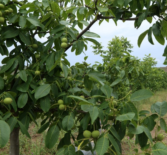榨油核桃仁可直接食用，可榨油，可进食品厂 除外皮黑 其他无差