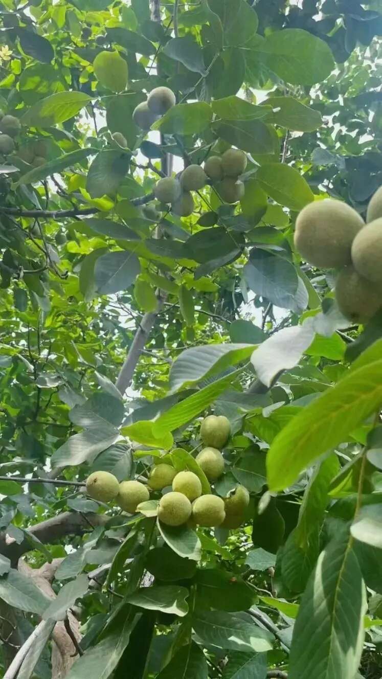 榨油核桃仁可直接食用，可榨油，可进食品厂 除外皮黑 其他无差