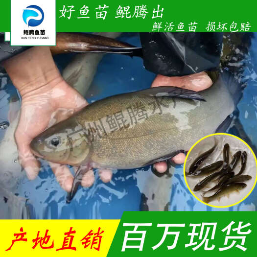 优选丁桂鱼苗 好鱼苗 鲲腾出