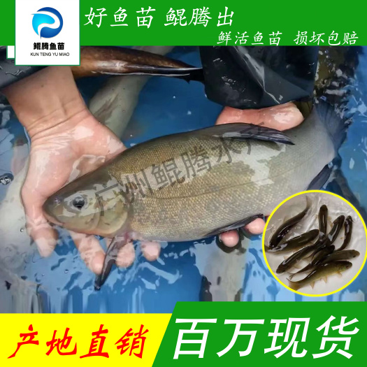 广州优质丁桂鱼苗 全国发货淡水养殖 运输损耗包赔