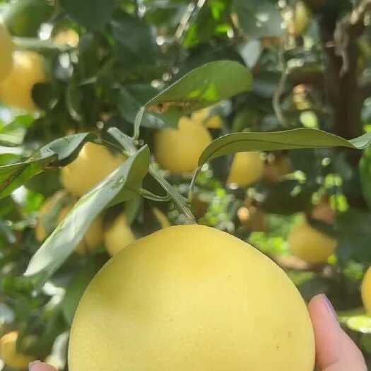 平和县平和葡萄柚