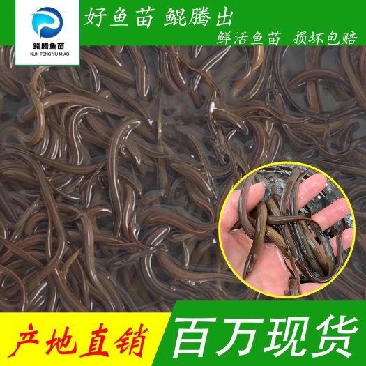 广州黄鳝苗华丰9号黄鳝苗  优选优质黄鳝苗 华丰9号黄鳝苗