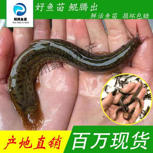 广州泥鳅 不钻泥泥鳅 泥鳅苗 层层筛选 鲜活直达