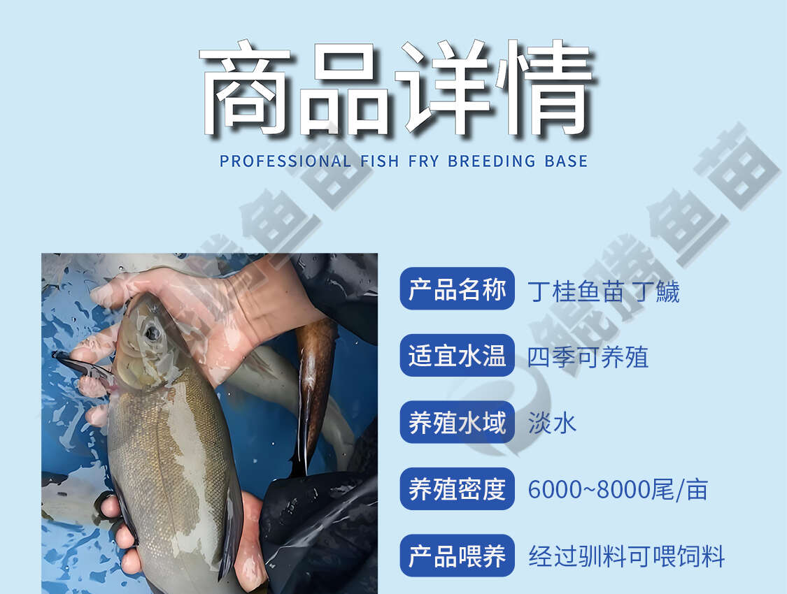 丁桂魚苗 優(yōu)質(zhì)丁桂魚苗 廠家直銷 成活高 生長(zhǎng)速度快