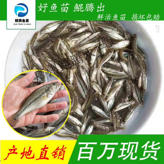 广州加州鲈鱼苗 优质鲈鱼、现货批发 大口黑鲈、质量保证