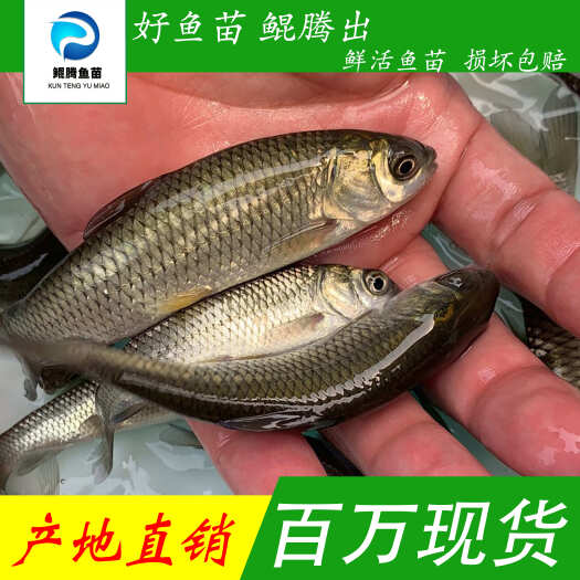广州鱼苗草鱼苗 优选草鱼 源头直销 抗病力强